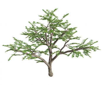 Modern Tree-ID:965123896