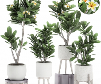 Modern Ground Green Plant Potted Plants-ID:111962087