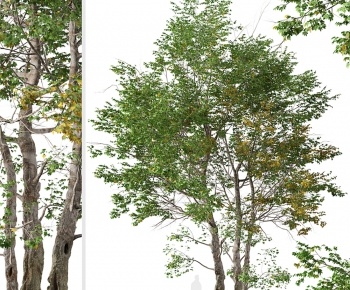 Modern Tree-ID:743804933