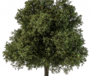 Modern Tree-ID:302733904