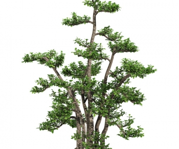 Modern Tree-ID:900953054