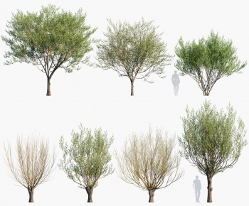 Modern Tree-ID:225768093