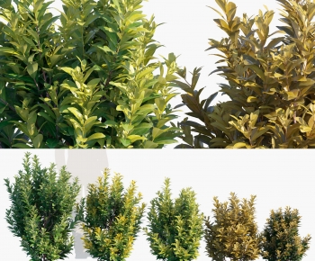 Modern Shrubbery-ID:198003051