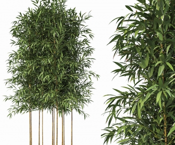 Modern Bamboo-ID:302866948