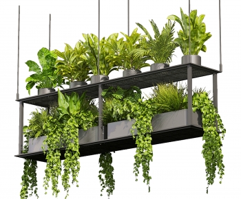 Modern Chlorophytum Comosum-ID:180969223