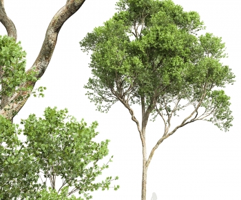 Modern Tree-ID:118892914