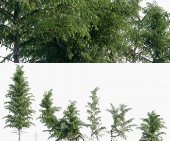 Modern Tree-ID:105355029