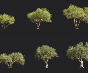 Modern Tree-ID:525752071