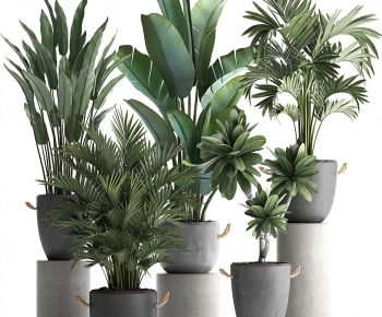 Modern Ground Green Plant Potted Plants-ID:255374919