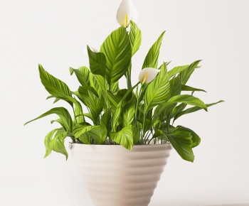 Modern Desktop Plant-ID:666922091