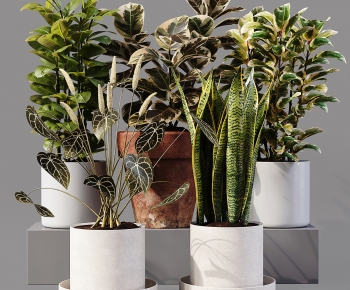 Modern Ground Green Plant Potted Plants-ID:896369931