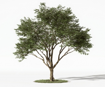 Modern Tree-ID:546838051