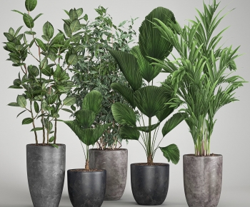 Modern Ground Green Plant Potted Plants-ID:258382086