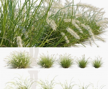 Modern The Grass-ID:796581034