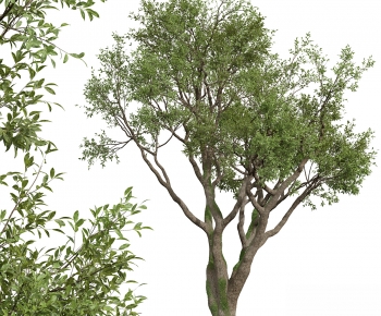 Modern Tree-ID:711649898