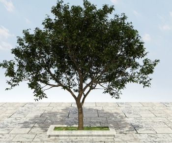 Modern Tree-ID:153611903