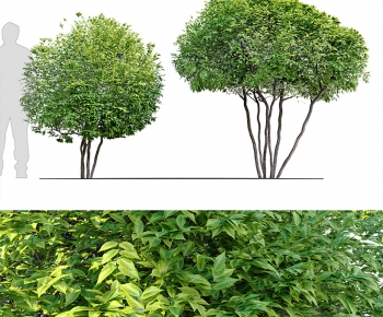 Modern Tree-ID:770828019