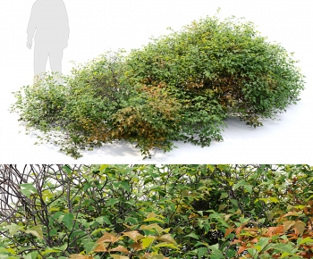 Modern Shrubbery-ID:258379948