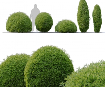 Modern Shrubbery-ID:342355973