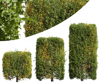 Modern Shrubbery-ID:484678983