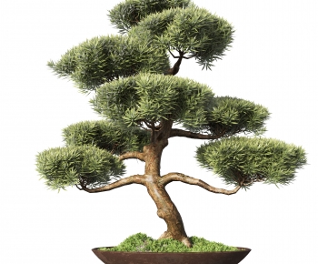 Modern Bonsai-ID:784487012