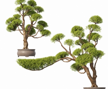 Modern Bonsai-ID:405922899