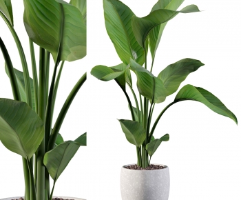 Modern Ground Green Plant Potted Plants-ID:176644097