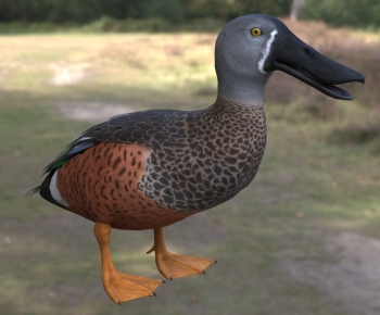 Modern Animal Duck-ID:464824916