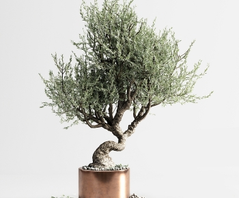 Modern Bonsai-ID:675020933