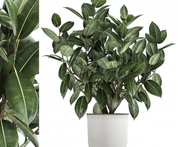 Modern Potted Green Plant-ID:524135119