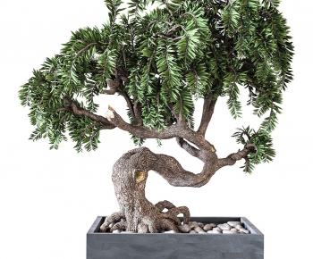 Modern Bonsai-ID:974162105