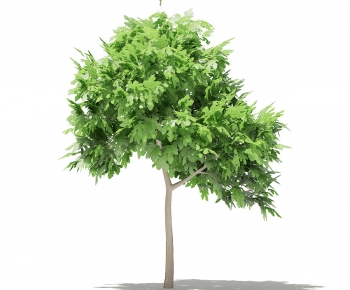 Modern Tree-ID:717123997