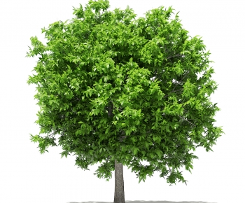 Modern Tree-ID:877274997