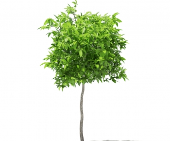 Modern Tree-ID:337354908