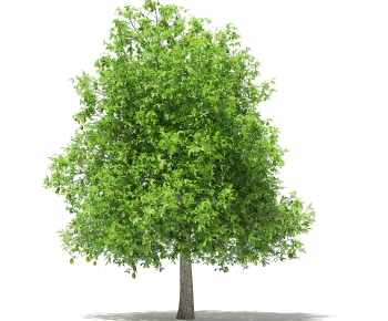 Modern Tree-ID:770819905