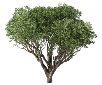 Modern Tree-ID:210220811