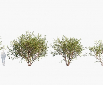 Modern Tree-ID:833509925