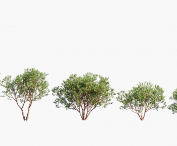 Modern Tree-ID:805603981