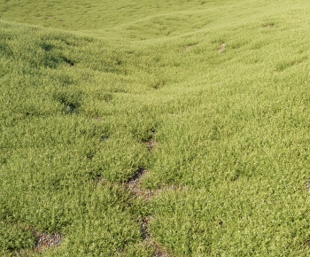 Modern The Grass-ID:940299032