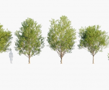 Modern Tree-ID:952773095