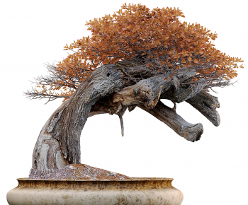 Modern Bonsai-ID:361046086