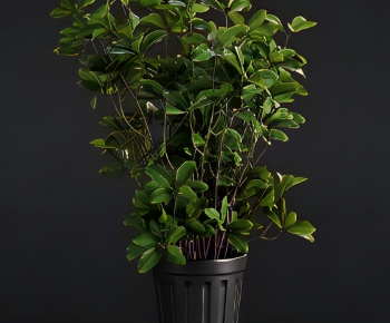 Modern Ground Green Plant Potted Plants-ID:767474897