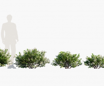 Modern Shrubbery-ID:698731909