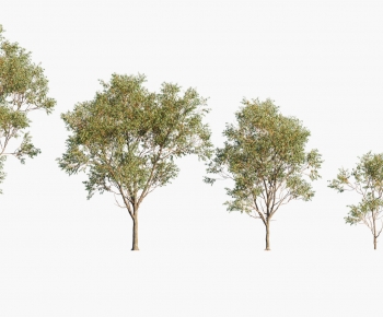 Modern Tree-ID:179563051