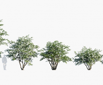 Modern Tree-ID:482156999