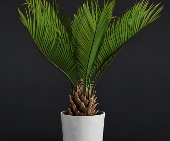 Modern Ground Green Plant Potted Plants-ID:105920085