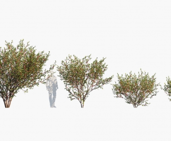 Modern Tree-ID:455888039