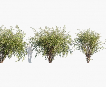 Modern Tree-ID:167650947