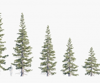 Modern Tree-ID:535391095