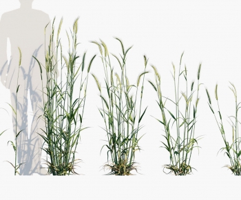 Modern The Grass-ID:928114898